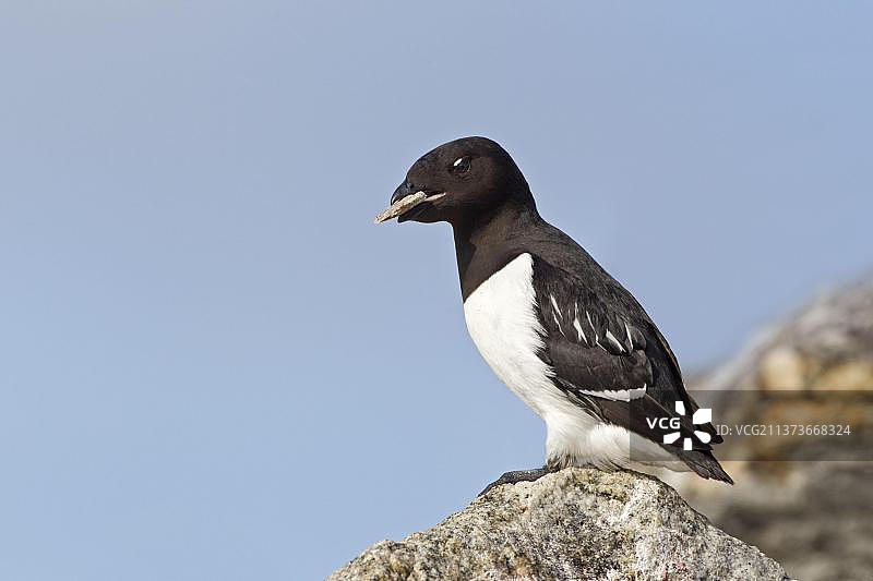 小海雀（Alle alle）成年雄性，夏羽，嘴里衔着石头，作为在斯匹次卑尔根岛繁殖地向雌性的求爱图片素材