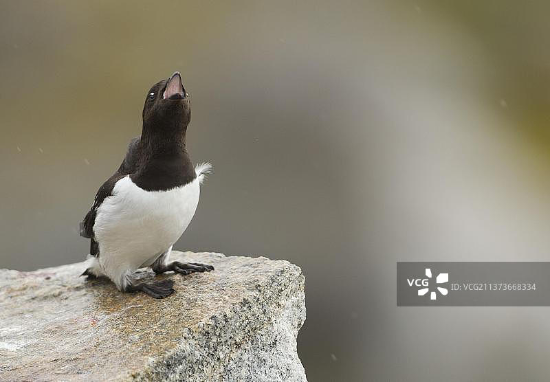 成鸟夏季羽毛形态小海雀在斯瓦尔巴群岛岩石上鸣叫图片素材