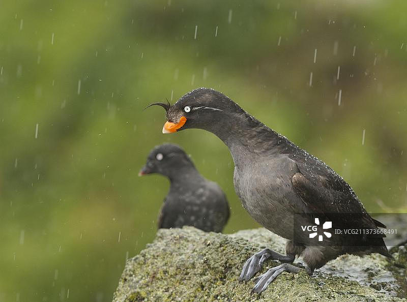 凤头海雀和白令海雀，两只成鸟，繁殖羽，站在岩石上，阿拉斯加海洋国家野生动物保护区，布尔迪尔岛，西阿留申群岛，美国图片素材