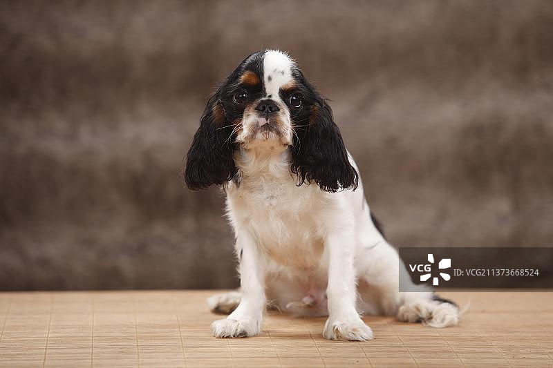 查理士王小猎犬，雄性，三色，6个月图片素材