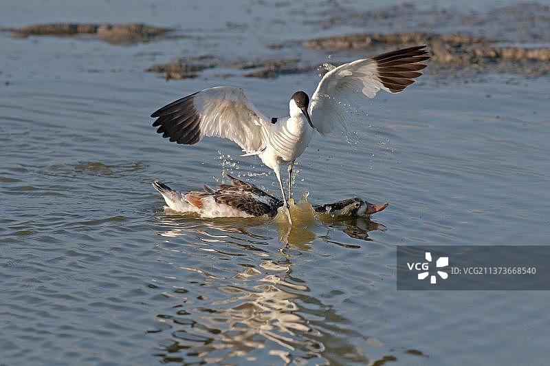 反嘴鹬攻击普通翘鼻麻鸭，英格兰肯特郡埃姆利沼泽图片素材