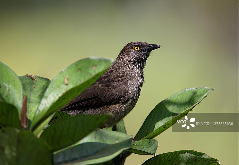贾丁鸫成鸟，栖息在灌木丛中，奈瓦沙湖，东非大裂谷，肯尼亚，非洲图片素材