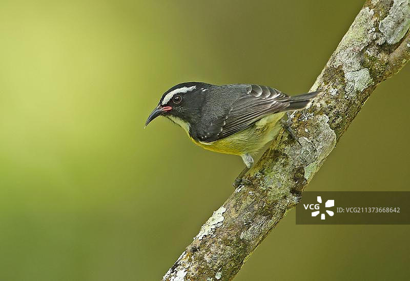 香蕉鸟图片素材