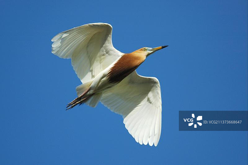 在飞行中的爪哇池鹭（Ardeola speciosa）成年繁殖羽，泰国图片素材