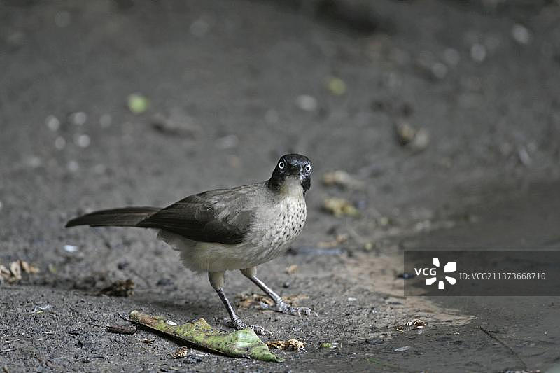 黑顶鹛（成鸟），站在水池边，冈比亚，非洲图片素材