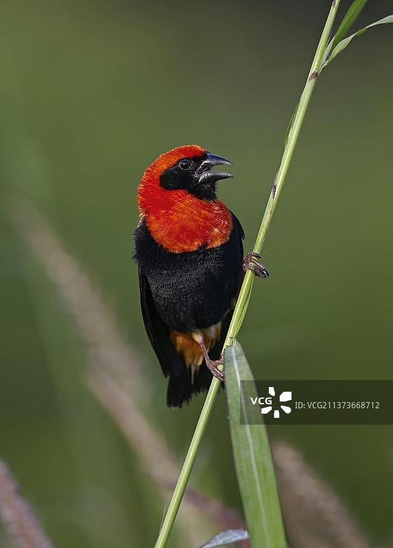 黑翅红主教鸟成年雄性，繁殖羽毛，展示，坐在草叶上，塞内加尔图巴库塔附近，非洲图片素材