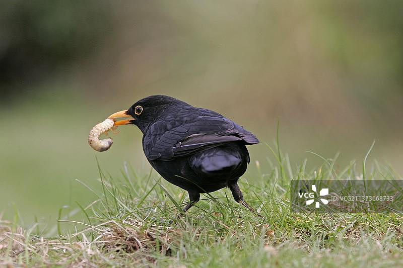 乌鸫、鸣禽，动物，鸟类，欧洲乌鸫雄鸟与蛴螬幼虫图片素材