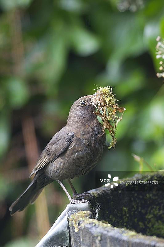 成年雌性欧洲黑鸟口衔苔藓筑巢图片素材