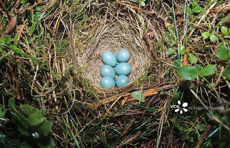 European Stonechat鸟巢和蛋图片素材
