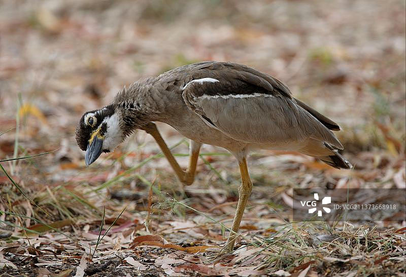 海滩石鸻（Esacus giganteus）成年，挠着脖子，澳大利亚昆士兰州大沙国家公园图片素材