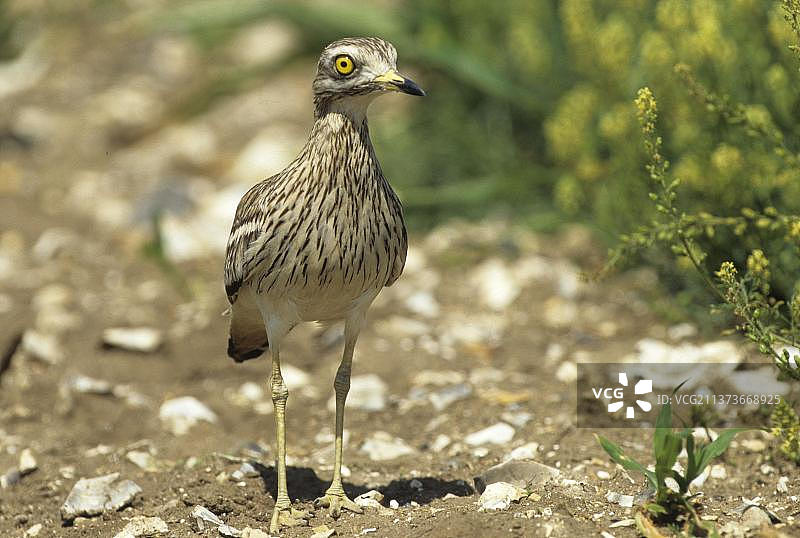 石鸻（Burhinus oedicnemus）在地面上图片素材