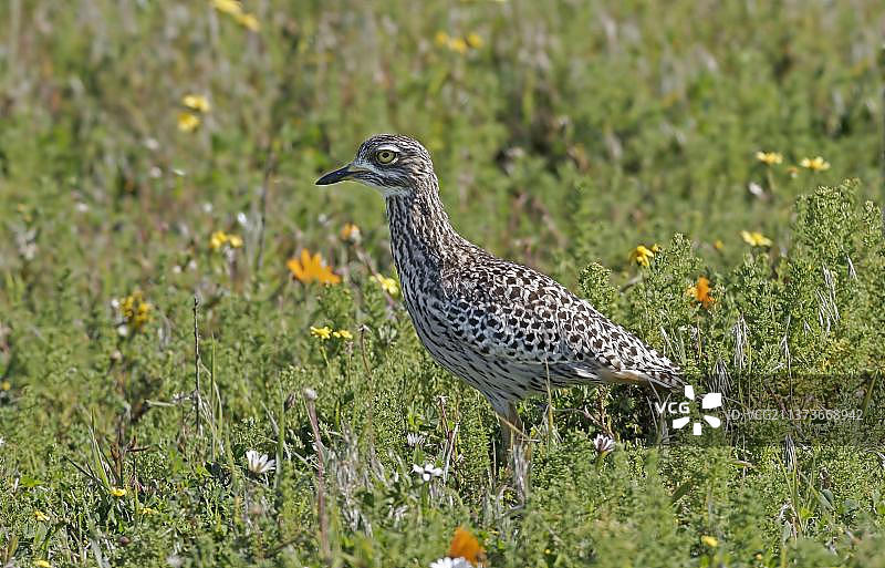 南非斑点石鸻成年个体图片素材