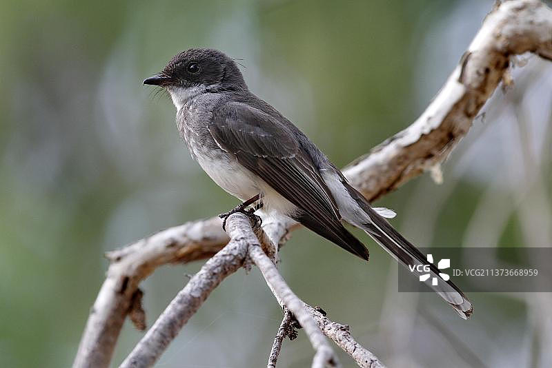 扇尾鹟图片素材