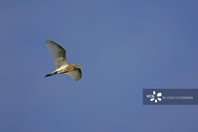 马略卡岛阿尔布费拉飞行中的 Squacco Heron 幼鸟图片素材