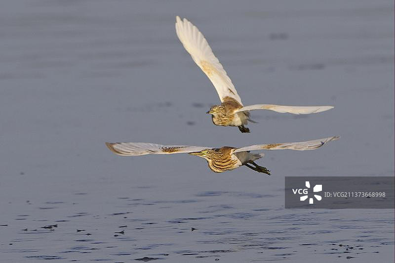 奥卡万戈三角洲两只池鹭飞过水面图片素材
