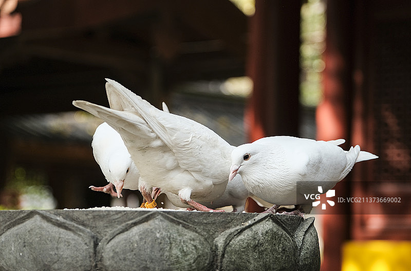 法喜寺的鸽子图片素材