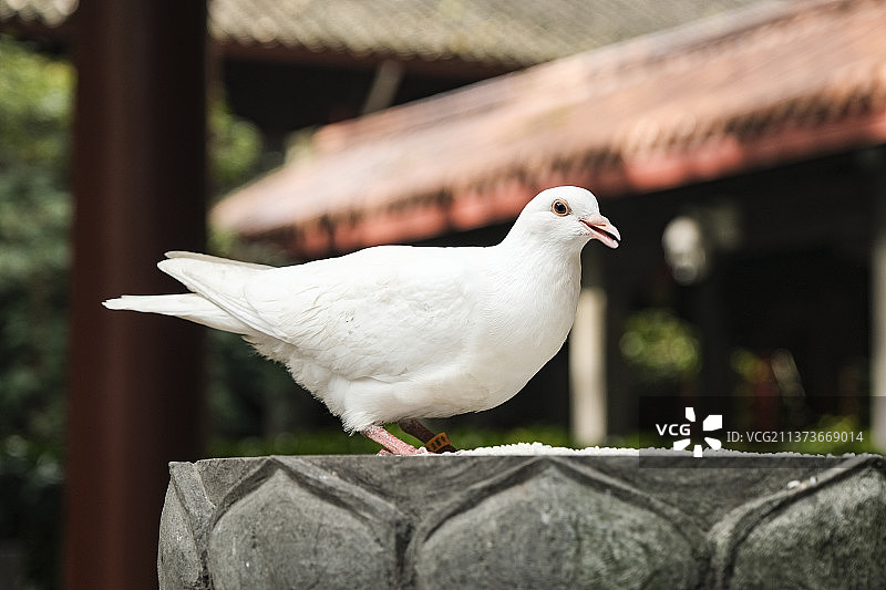 法喜寺的鸽子图片素材