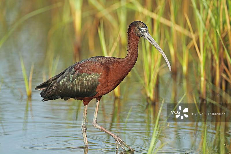 彩鹮成鸟夏季羽毛在水中涉水（莱斯沃斯，希腊，欧洲）图片素材