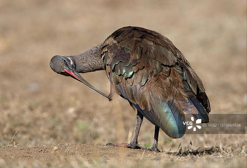 哈达达鹮成鸟在干燥草地梳理羽毛图片素材