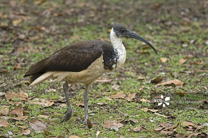 澳洲彩鹮幼鸟，候鸟，澳大利亚北部地区，大洋洲图片素材