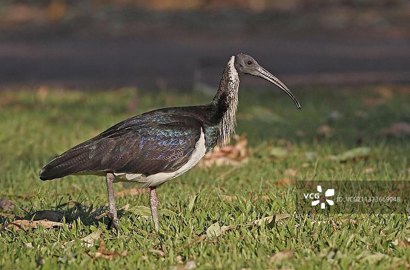 澳洲彩鹮，成鸟在短草上奔跑，卡卡杜，澳大利亚北部地区，大洋洲图片素材