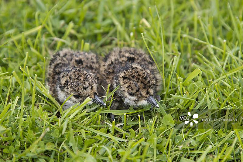 两只刚孵出的凤头麦鸡幼鸟图片素材