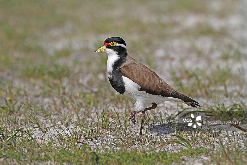 成年杂色麦鸡，站在稀疏草地的沙质草甸上，澳大利亚西澳大利亚州，大洋洲图片素材