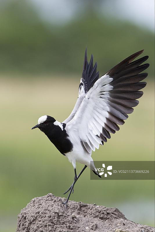 非洲博茨瓦纳奥卡万戈三角洲黑背麦鸡图片素材