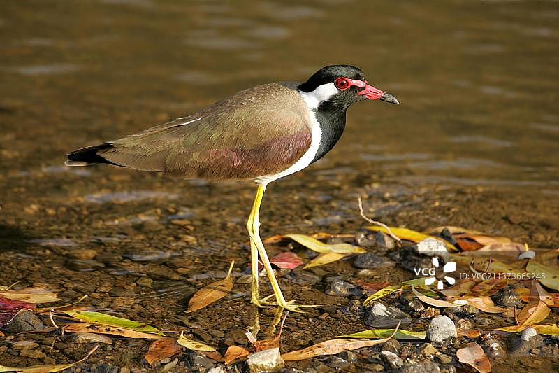 红胸鸻成年鸟，伦滕波尔国家公园，印度图片素材