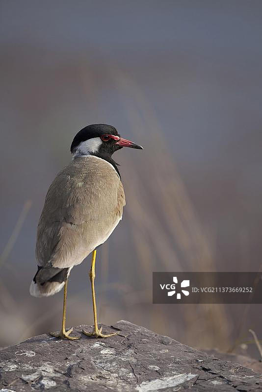 红胸鸻（Vanellus indicus）栖息在印度拉贾斯坦邦兰塔姆博尔国家公园的岩石上图片素材