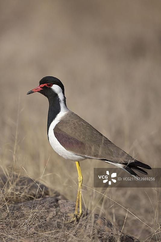 红胸鸻成鸟站在岩石上，印度拉贾斯坦邦Ranthambore国家公园图片素材