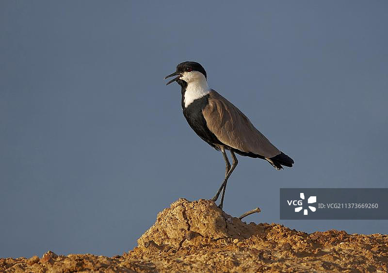 非洲塞内加尔的距翅麦鸡图片素材