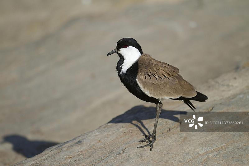 肯尼亚马赛马拉的距翅麦鸡图片素材