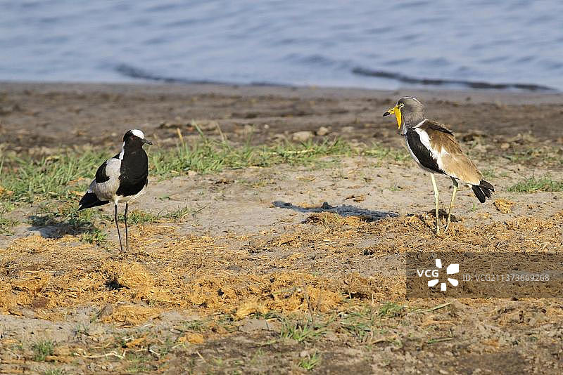 非洲冕鹟在博茨瓦纳乔贝国家公园水边发生领地冲突图片素材