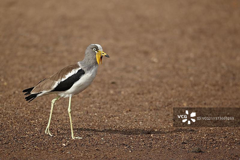 在塞内加尔尼奥科洛-科巴的沙质河岸上迁徙的成年白头麦鸡图片素材