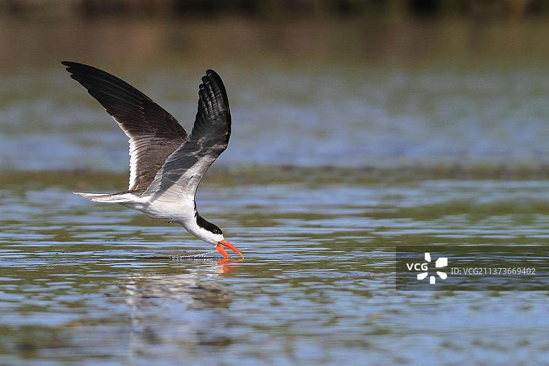 非洲剪嘴鸥在奥卡万戈三角洲水面飞行觅食图片素材