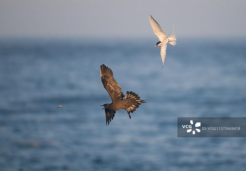 北极贼鸥追逐北极燕鸥图片素材