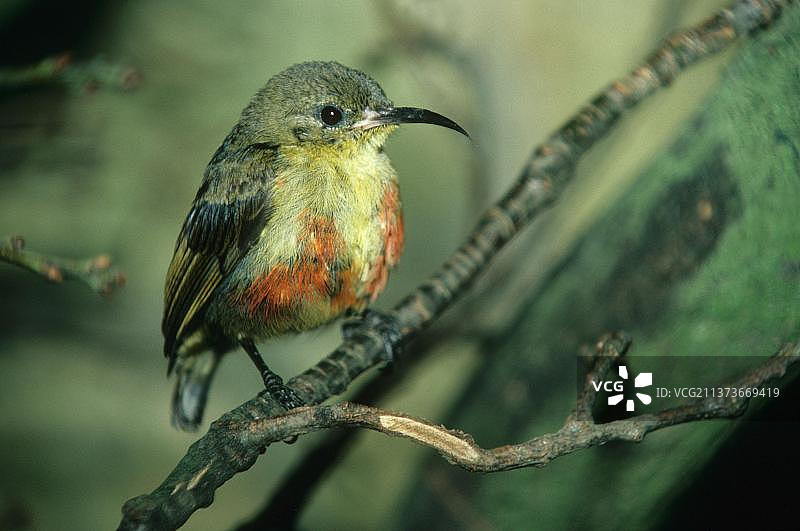 菲律宾谢利太阳鸟图片素材