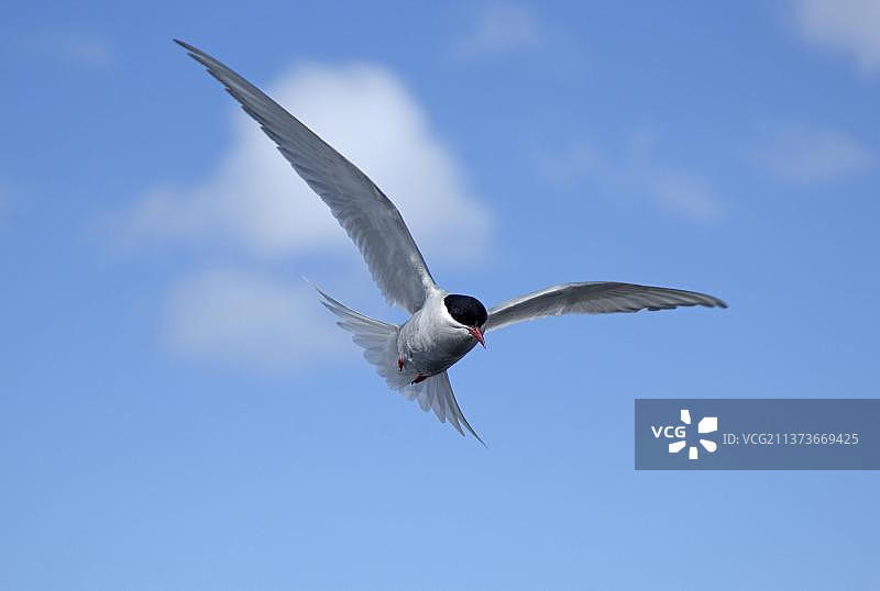 南极燕鸥图片素材