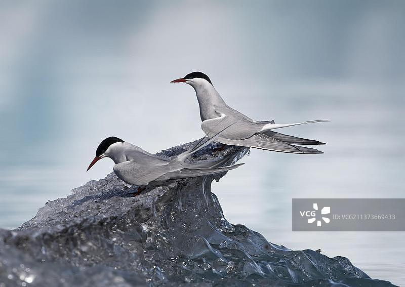 北极燕鸥：一对成年燕鸥栖息在冰岛的冰山上图片素材