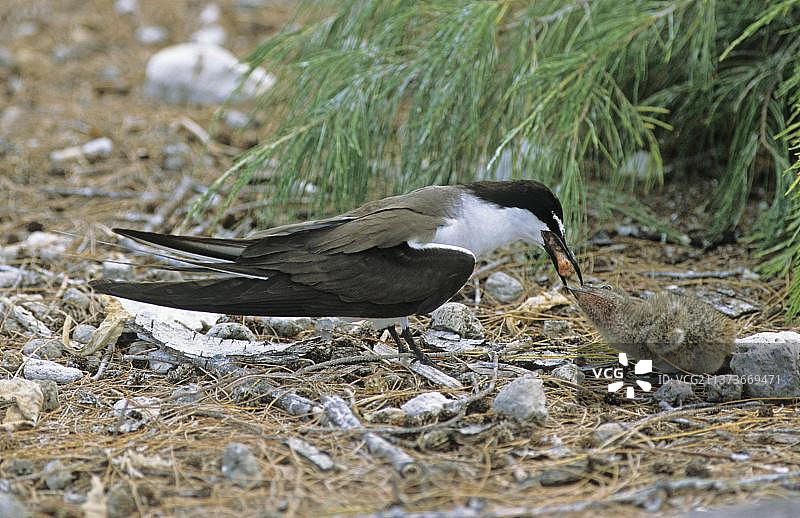 澳大利亚昆士兰伊利奥特夫人岛的燕鸥图片素材