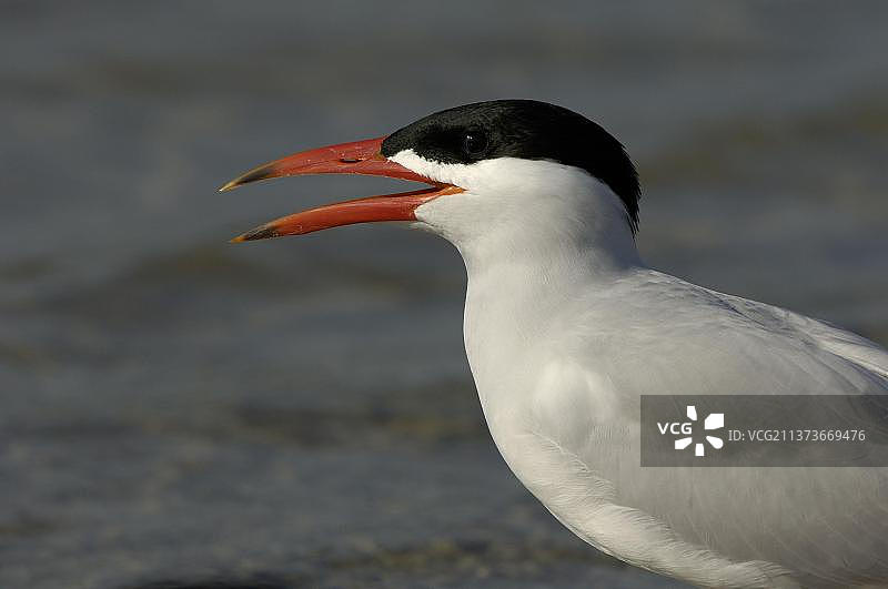 里海燕鸥，鸟类，里海燕鸥成年，头部特写，张开喙，佛罗里达州，美国图片素材