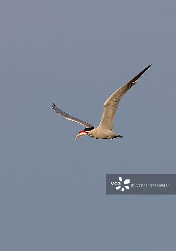 里海燕鸥（Sterna caspia）成年鸟，飞行中，嘴里叼着鱼，阿拉科尔湖，哈萨克斯坦，亚洲图片素材