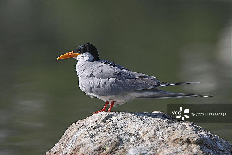 印度兰加纳提图成年河燕鸥图片素材