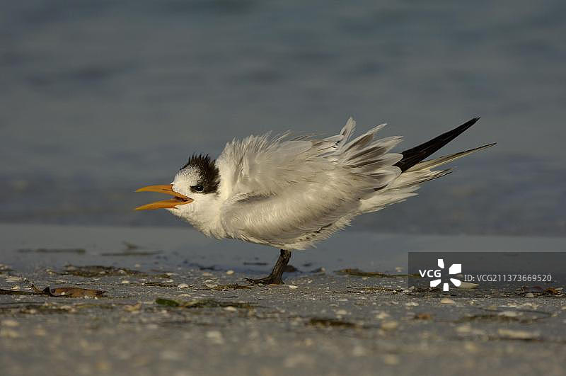 乞食的皇家燕鸥幼鸟（最大凤头燕鸥），美国佛罗里达州图片素材