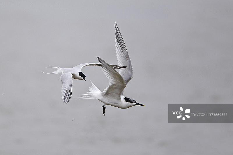 双燕鸥（Sterna sandvicensis）和燕鸥，两只成年鸟在飞行，英国萨福克郡明斯米尔RSPB保护区图片素材
