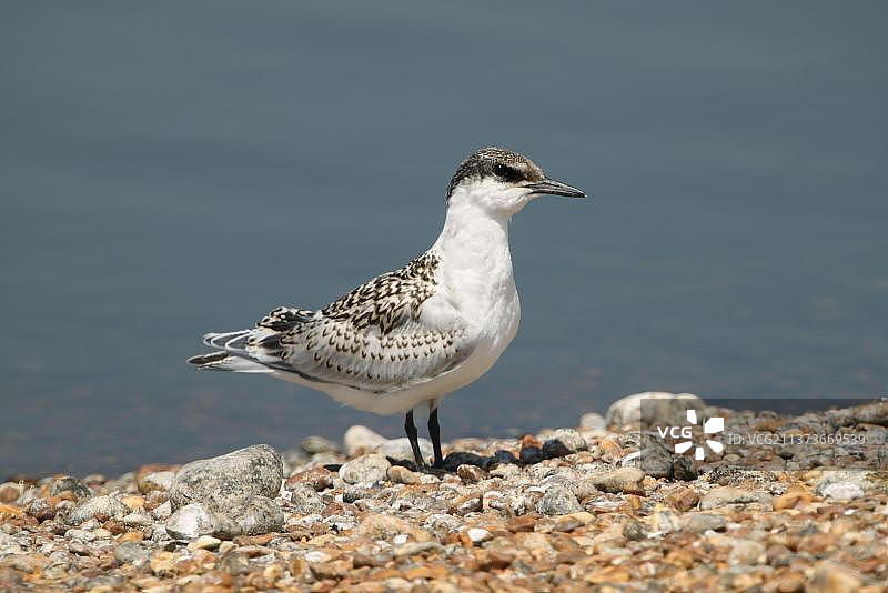 幼年白嘴端燕鸥，站立于筑巢群中，英国东萨塞克斯图片素材