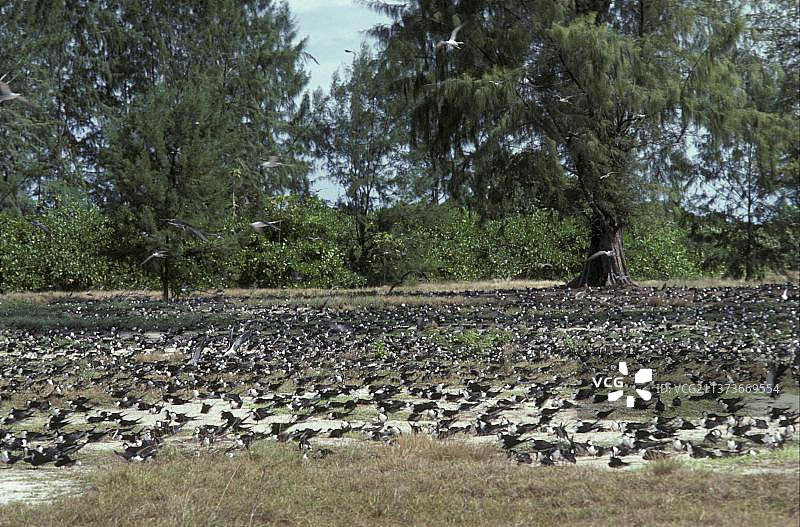 乌燕鸥群落，非洲塞舌尔鸟岛图片素材