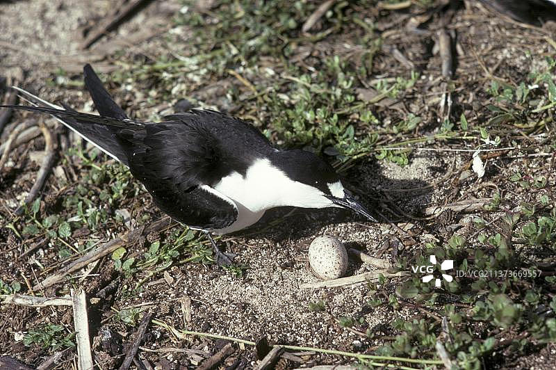乌燕鸥准备筑巢产卵图片素材