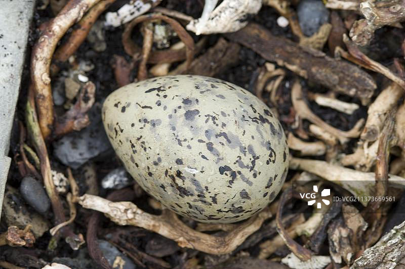 南美燕鸥鸟巢中的卵特写，海狮岛，东福克兰群岛图片素材